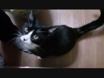 キッチンに入れるようになった猫【その３】