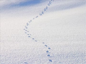 だれかのあしあと【インスト】