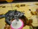 たわむれる子猫