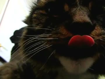 ハイスピードカメラで見る猫の毛繕い