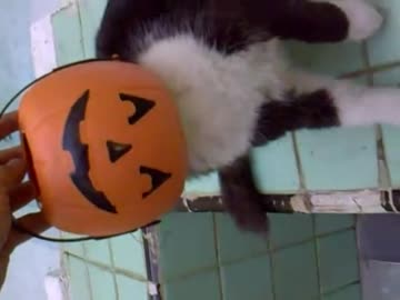 バケツ？に頭を突っ込んで抜けなくなってしまった猫ちゃん