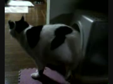 家の猫の変ったトイレの仕方を撮ってみた