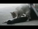 死んだ友人を起こそうとして離れない猫