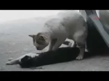 死んだ友人を起こそうとして離れない猫