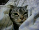 ねこ、ふとんで寝る