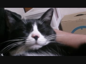 キッチンに入れるようになった猫【その４】