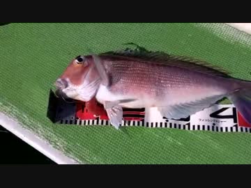 友人（野生）とアマダイ釣り勝負！　実釣編　もちょお