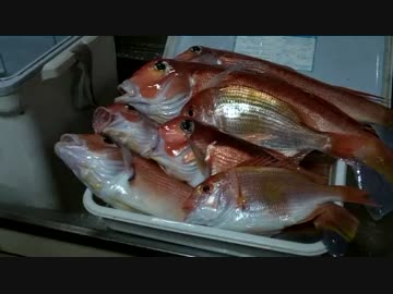 友人（野生）とアマダイ釣り勝負！　料理編　もちょお