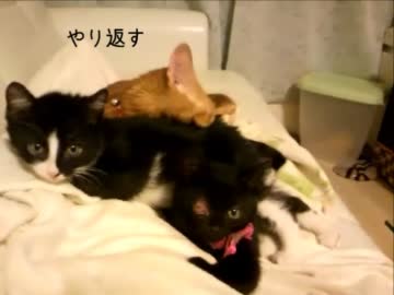保護中の子猫達とうちのねこ　グルーミングのまき　【里親募集中】