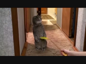 インターホンの音にビックリして立ちすくむ子猫ｗｗｗ