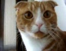 窓をあけてほしいぬこ