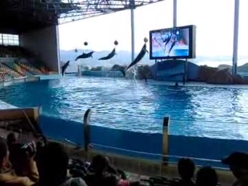 白浜旅行記録：アドベンチャーワールド編４
