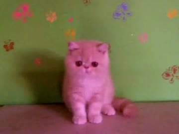 飼い猫に色塗ってみたぁo(≧▽≦)o