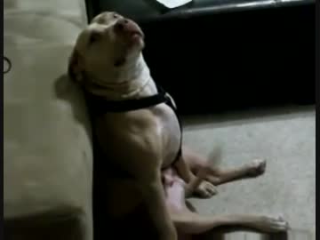 無愛想だけど喜んでるのがバレバレな犬