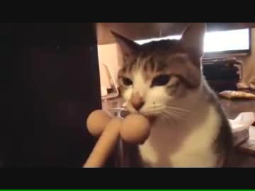 ツボ押しを回し続けるネコ