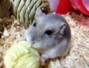 ジャンハム、あやめpart15　〃ω〃ω〃ω〃