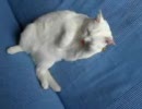 けしからん　ねこ