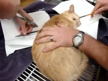 【破魔矢】アメリカで猫が射抜かれる虐待事件