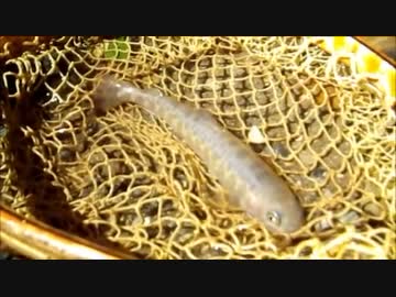 天竜川水系 2011.09.18