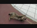 HDぬこ　その15