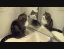 ３匹のねこ？-Three Marus？-