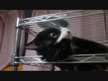 悶えまくっちゃう猫