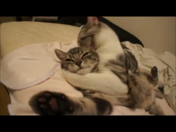 ツンギレのうちの猫が逃げようとする子猫を押さえつけて・・・