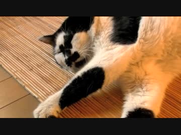 くるねこ大和　喜多條てぼにゃん