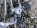 枝に挟まれて身動きできない子猫がいたから助けてあげた