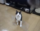 じゃれる猫たん