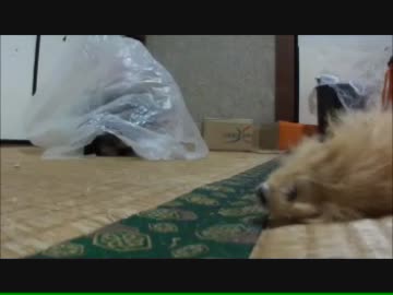 ふくろねこ