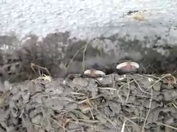 ツバメのヒナ