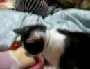 おもちゃを追いかける猫