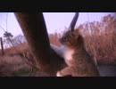 HDぬこ　その20