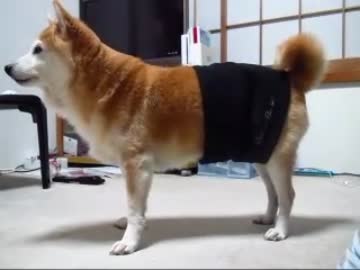 柴犬りょうの腹巻（１１年１２月１８日）