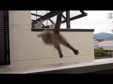 猫のダイビングジャンプ