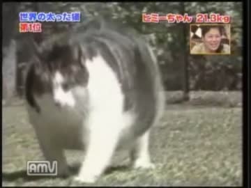 世界のデブ猫best3 ニコニコ動画
