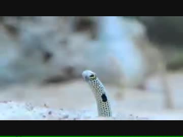 チンアナゴ・ノビチヂミ