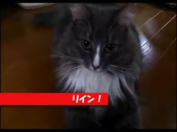 [水槽]増えつづける我が家の水槽を撮ってみた