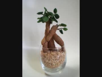 【観葉植物】　ガジュマル　【あみぐるみ】