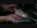 友人（野生）が一人で釣りに行って来て料理動画を撮らされた　もちょお