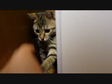 けしからん子猫が夜中だというのに寝かせてくれないのだが。【前編】