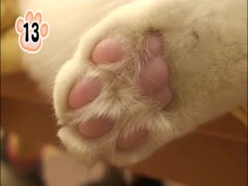 ネコの肉球100連発