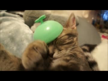 ツンギレのうちの猫達が自分の名前を覚えているのかテストしてみた