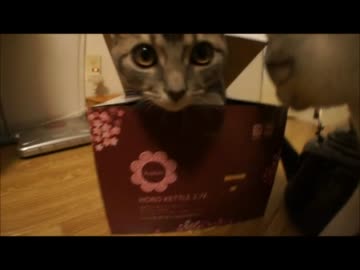 ツンギレのうちの猫が箱の中にはいってドヤ顔している