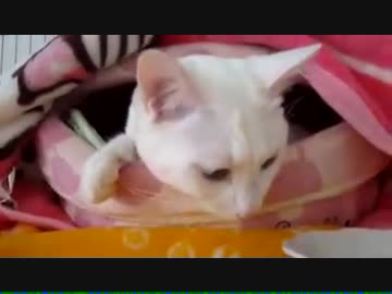 横着しておやつを食べる白猫.mov