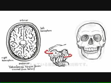 右脳と左脳の使い方