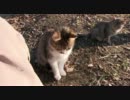 HDぬこ　その26