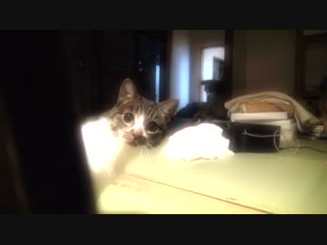 ゆっくりの野良ねこ観察日記　part4