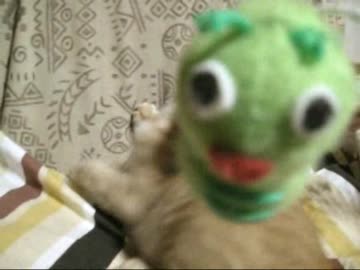 つっぱしる猫その６５ なんぞこれ